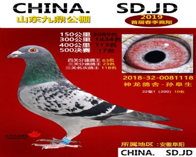 山东九鼎决赛17名