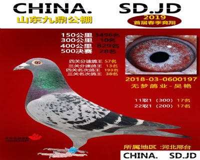 山东九鼎决赛28名