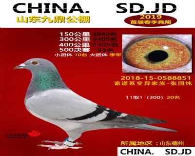 山东九鼎决赛33名