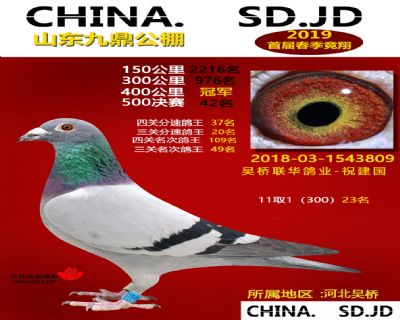 山东九鼎决赛42名