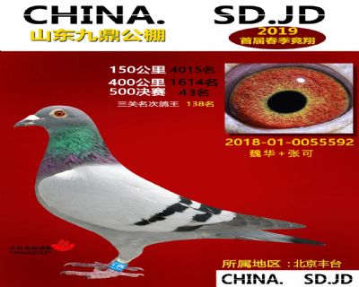 山东九鼎决赛43名