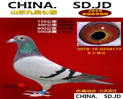 山东九鼎决赛49名