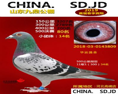 山东九鼎决赛80名