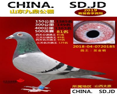 山东九鼎决赛81名