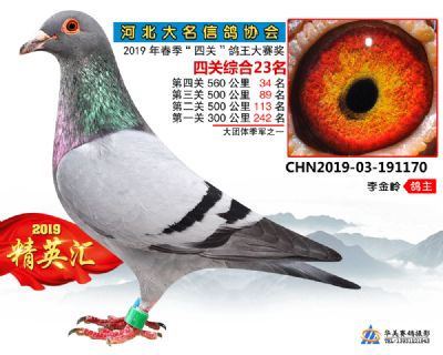 鴿王23