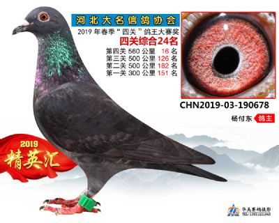 鴿王24