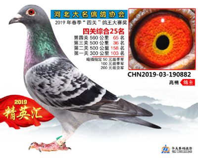 鴿王25