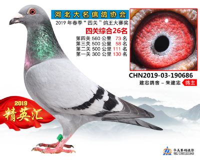 鴿王26