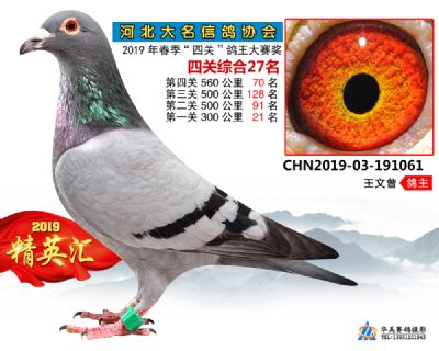 鴿王27