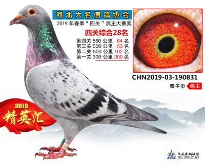 鴿王28