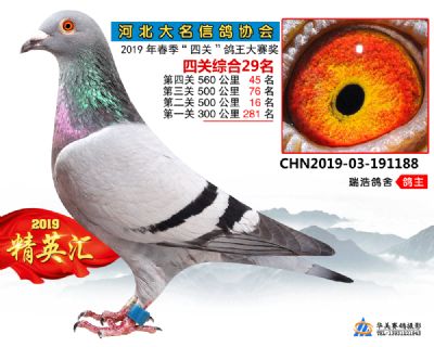 鴿王29