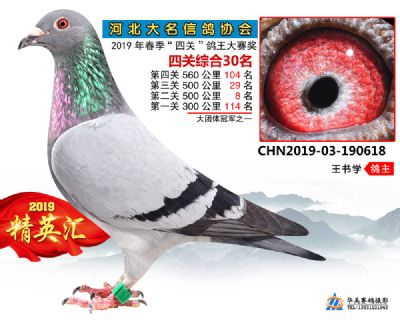 鴿王30