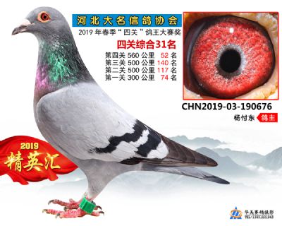 鴿王31
