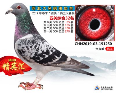 鴿王32