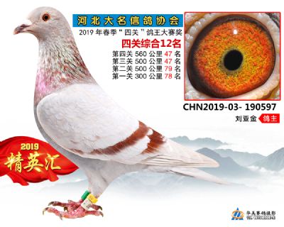 鴿王12