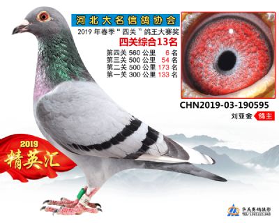 鴿王13