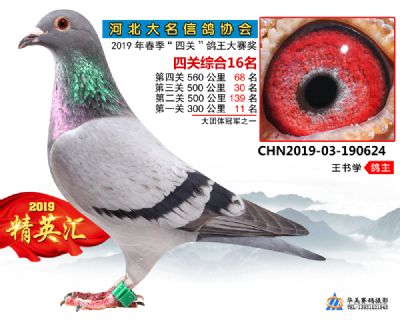 鴿王16