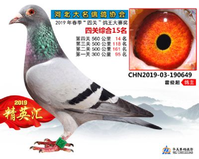 鴿王15