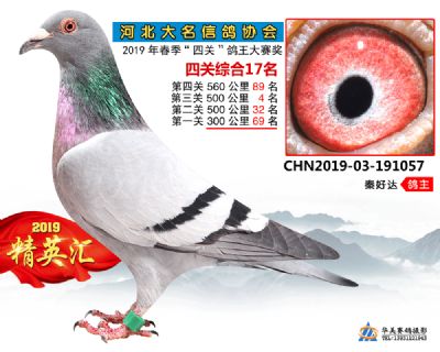 鴿王17