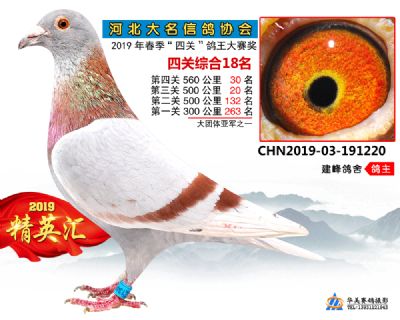 鴿王18