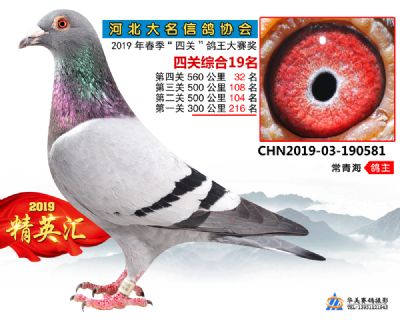 鴿王19