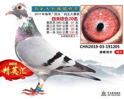 鴿王20