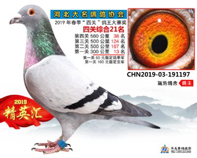 鴿王21