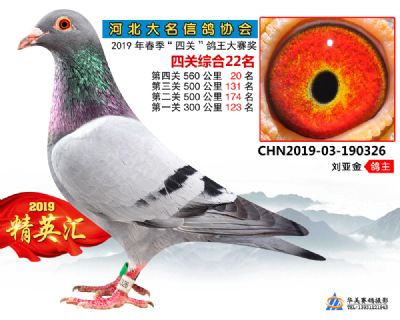 鴿王22