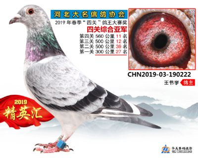 鴿王亞軍