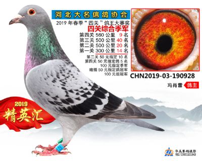 鴿王3