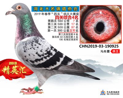 鴿王4