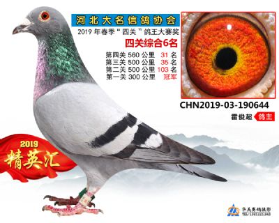 鴿王6