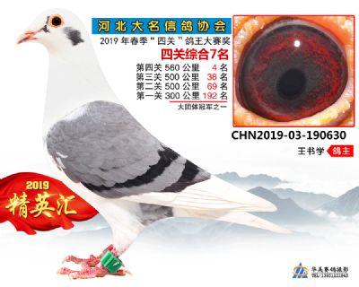鴿王7