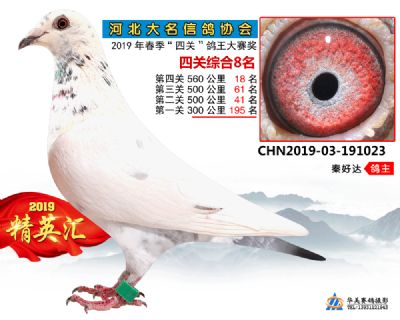 鴿王8