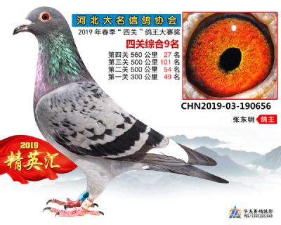 鴿王9
