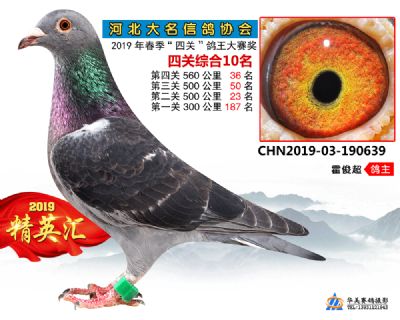 鴿王10