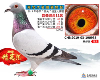 鴿王11