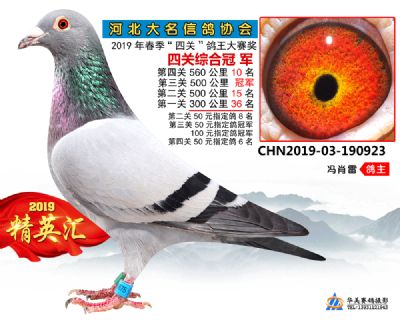 鴿王 冠軍
