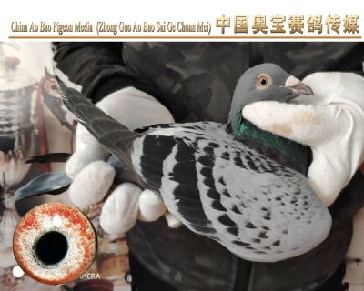利奥.贺尔曼斯003家族17-061雌鸽