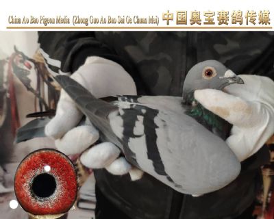 利奥.贺尔曼斯003家族17-067雌鸽