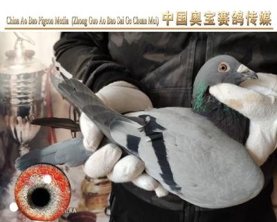 利奥.贺尔曼斯003家族17-089雄鸽