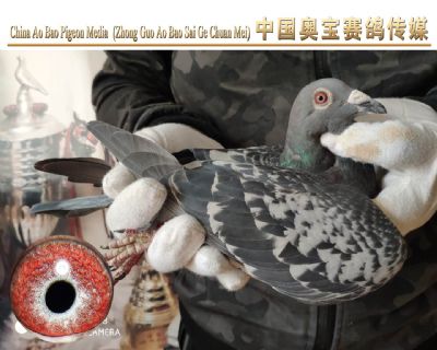 利奥.贺尔曼斯003家族17-115雌鸽