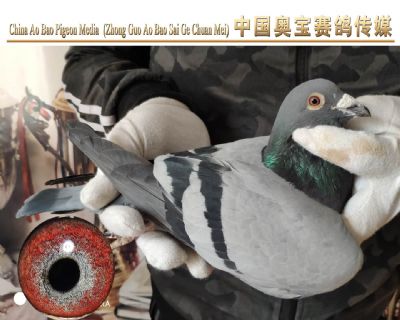 利奥.贺尔曼斯003家族17-136雄鸽
