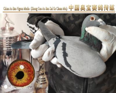 葛斯顿奶酪小子17-166雌鸽
