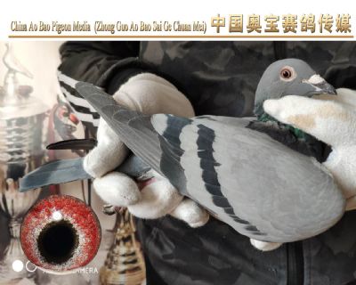 利奥.贺尔曼斯003家族18-117雌鸽