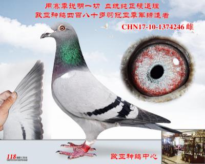 电脑戈马利涡轮号831X674秃头X370X507绝版020