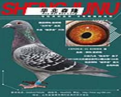 根特“继承者”外孙