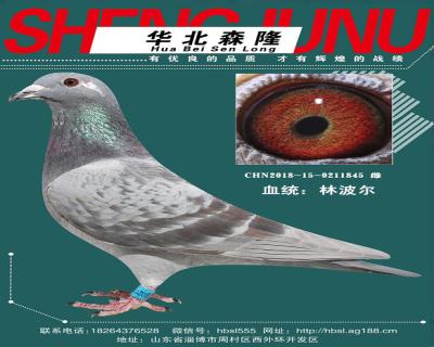 林波尔种雌