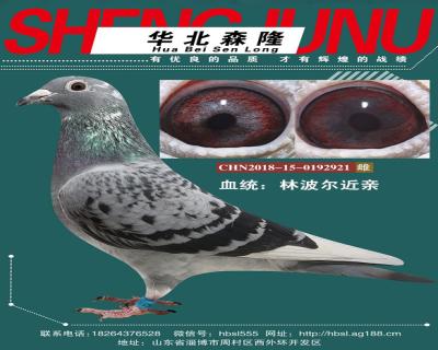 林波尔近亲雌