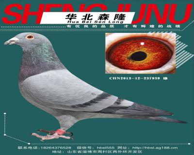 齐鲁兆佳公棚决赛123名